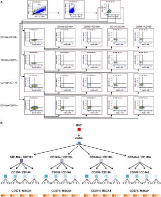 More Human BM-MSC With Similar Subpopulation Composition and Functional Characteristics Can Be Produced With a GMP-Compatible Fabric Filter System Compared to Density Gradient Technique